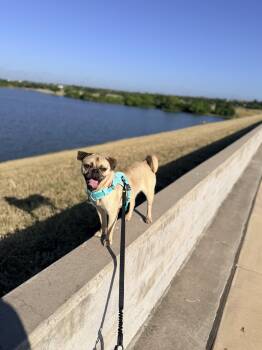 Peanut -  Pug Dog for Adoption in Pflugerville, Texas - Peanut | PetCurious