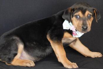 Chow Chow and Beagle Dogs Available for Adoption - Branch | PetCurious