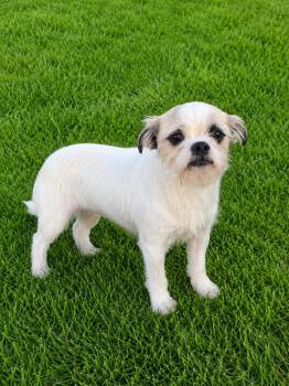 Miley -  Shih Tzu Dog for Adoption in Las Vegas, Nevada - Miley | PetCurious