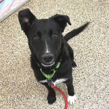 Mixed Breed and Retriever Dogs Available for Adoption in Cheyenne, Wyoming - Slipper | PetCurious