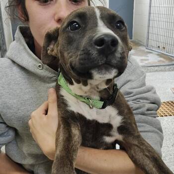 Rescue Pit Bull Terrier Dogs for Adoption in Carmel Hamlet, New York - Vienna | PetCurious