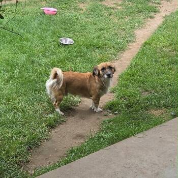 Max -  Mixed Breed Dog for Adoption in Tacoma, Washington - Max | PetCurious