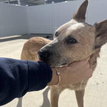 Jeb -  Cattle Dog Dog for Adoption in Harrisonburg, Virginia - Jeb | PetCurious