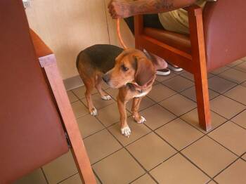Beagle and Mixed Breed Dogs Available for Adoption in Ocala, Florida - A380735 | PetCurious