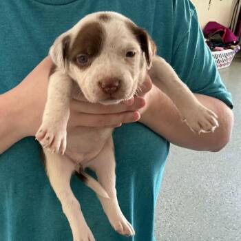 Gwen -  Terrier and Mixed Breed Dog for Adoption in Galax, Virginia - Gwen | PetCurious