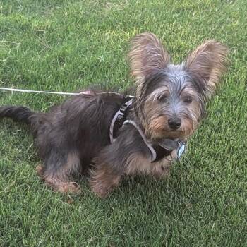 Milo -  Yorkshire Terrier Dog for Adoption in Wake Forest, North Carolina - Milo | PetCurious