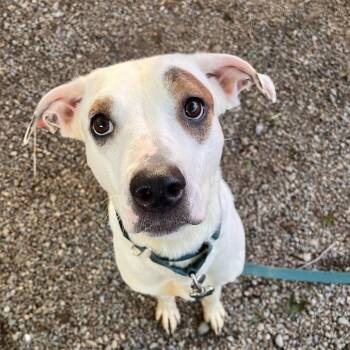 Clove -  Mixed Breed Dog for Adoption in Fairport, New York - Clove | PetCurious