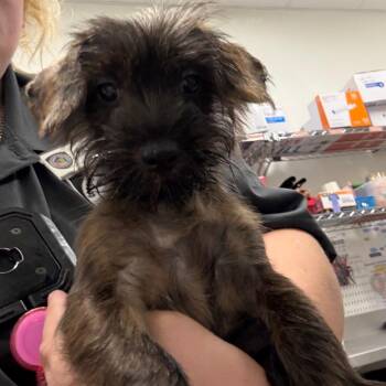 Moose -  Schnauzer and Yorkshire Terrier Dog for Adoption in League City, Texas - Moose | PetCurious