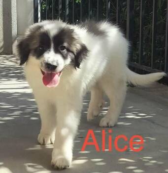 Alice -  Great Pyrenees and Anatolian Shepherd Dog for Adoption in Claremont, North Carolina - Alice | PetCurious