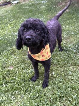 Crumble -  Miniature Poodle Dog for Adoption in Philadelphia, Pennsylvania - Crumble | PetCurious