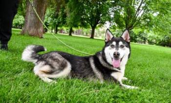 Nanook -  Siberian Husky and Mixed Breed Dog for Adoption in Yakima, Washington - Nanook | PetCurious