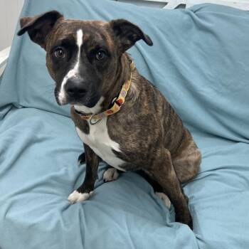 Boxer Dogs Available for Adoption in Butler, Kentucky - Twix | PetCurious