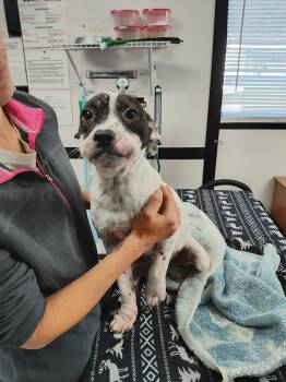 Rescue Bulldog Dogs for Adoption in Carmel Hamlet, New York - Stormie | PetCurious