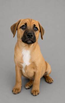 Australian Cattle Dog Blue Heeler Dogs Available for Adoption in Nashville, Tennessee - Killian | PetCurious