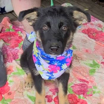 Cuba Libre -  German Shepherd Dog and Australian Shepherd Dog for Adoption in Woolwich, Maine - Cuba Libre | PetCurious