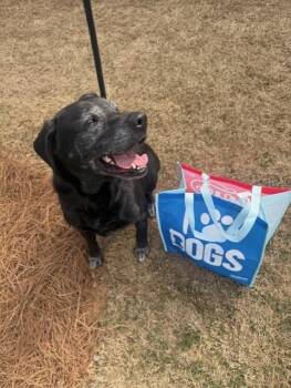 Venus -  Labrador Retriever Dog Available for Adoption in Douglasville, Georgia - Venus | PetCurious