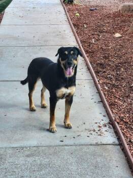 Rescue German Shepherd Dog Dogs for Adoption in Sparks, Nevada - Sophie | PetCurious