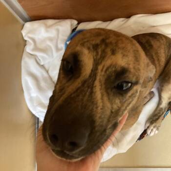 Mel -  Mixed Breed Dog for Adoption in Saint Charles, Missouri - Mel | PetCurious