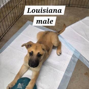 Louisiana -  Yellow Labrador Retriever and Shepherd Dog for Adoption in Belfair, Washington - Louisiana | PetCurious