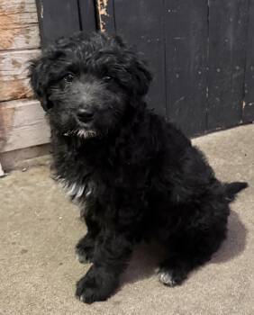 Goldendoodle Dogs Available for Adoption - LEXIE | PetCurious