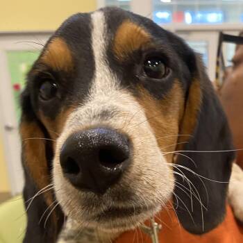 Beagle Dogs Available for Adoption - Clyde | PetCurious
