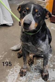 Mandy *Help! I need a foster home by Oct 1!* -  Australian Cattle Dog Blue Heeler Dog for Adoption in Minneapolis, Minnesota - Mandy *Help! I Need A Foster Home By Oct 1!* | PetCurious