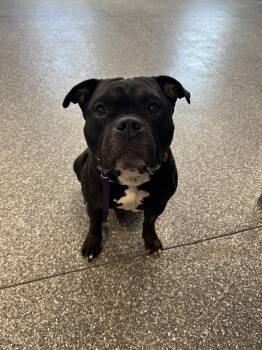 Pit Bull Terrier Dogs Available for Adoption - Toro | PetCurious