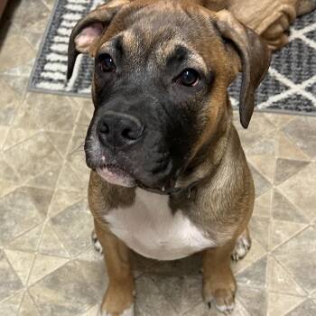 Buster -  Boxer and Mastiff Dog for Adoption in Spencer, Iowa - Buster | PetCurious