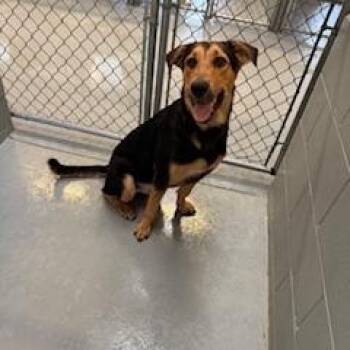 Rescue German Shepherd Dog and Mixed Breed Dogs for Adoption in Columbus, Mississippi - FISHER | PetCurious