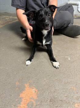 Bella(AC) -  Chihuahua Dog for Adoption in Russellville, Kentucky - Bella(AC) | PetCurious