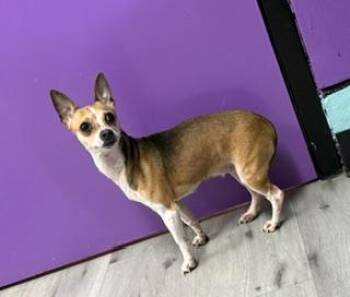 Amy -  Chihuahua Dog for Adoption in Tifton, Georgia - Amy | PetCurious