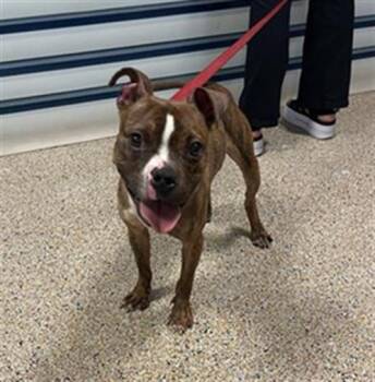 RAJ -  Boston Terrier and Mixed Breed Dog for Adoption in Doral, Florida - RAJ | PetCurious