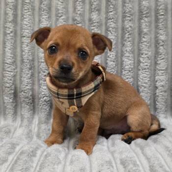 Homer -  Chihuahua Dog for Adoption in Phenix City, Alabama - Homer | PetCurious