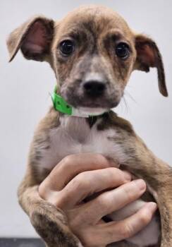 Mixed Breed Dogs Available for Adoption in West Chester, Pennsylvania - Fruity Pebbles | PetCurious