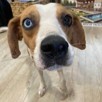 Rescue Coonhound Dogs for Adoption in Indiantown, Florida - TILLY | PetCurious