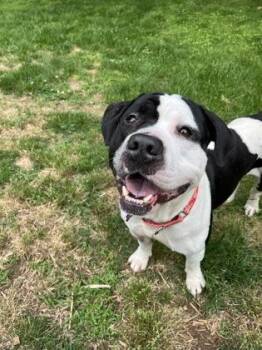 Pit Bull Terrier and Mixed Breed Dogs Available for Adoption in Atlanta, Georgia - Mix Match Sox | PetCurious