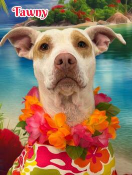 Tawny -  Mixed Breed Dog for Adoption in Flint, Michigan - Tawny | PetCurious