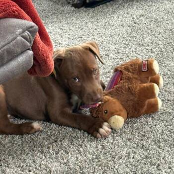 Tails -  Mixed Breed Dog for Adoption in Boone, Iowa - Tails | PetCurious
