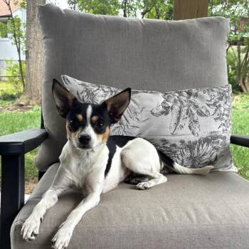 Mia -  Chihuahua Dog for Adoption in Rockville, Maryland - Mia | PetCurious