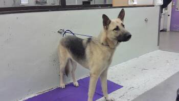 GAIGE -  German Shepherd Dog Dog for Adoption in Houston, Texas - GAIGE | PetCurious