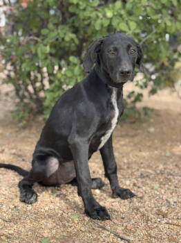 Rescue Doberman Pinscher and Labrador Retriever Dogs for Adoption in Helotes, Texas - Hero | PetCurious