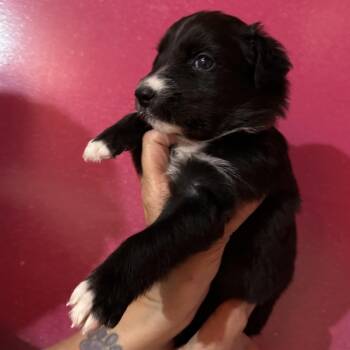 BC-PUP6 -  Border Collie Dog Available for Adoption in Richmond, California - BC-PUP6 | PetCurious