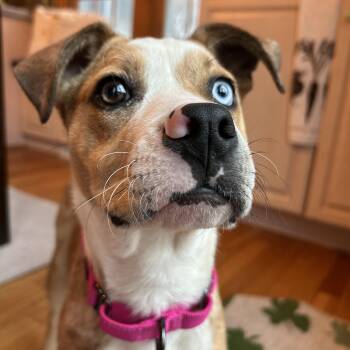 Catahoula Leopard Dog Dogs Available for Adoption - Vixen  | PetCurious