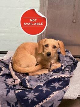 Maple Stray -  Mixed Breed Dog for Adoption in Lowell, Massachusetts - Maple Stray | PetCurious
