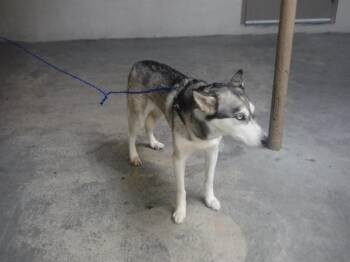 Siberian Husky Dogs Available for Adoption - LINDA | PetCurious