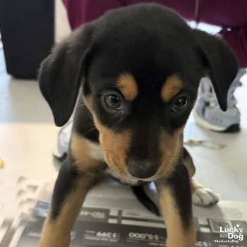 Spaniel Dogs Available for Adoption in Washington, District Of Columbia - Chia | PetCurious