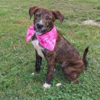Pinky D70414 -  Catahoula Leopard Dog and Plott Hound Dog for Adoption in Minnetonka, Minnesota - Pinky D70414 | PetCurious
