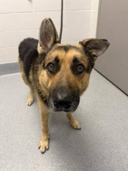 TIGA -  German Shepherd Dog Dog for Adoption in Indianapolis, Indiana - TIGA | PetCurious