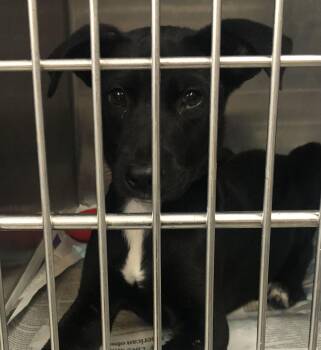 Labrador Retriever Dogs Available for Adoption in Parma, Ohio - Jet | PetCurious