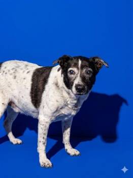 Mixed Breed Dogs Available for Adoption in Jacksonville, Florida - LIBBY | PetCurious